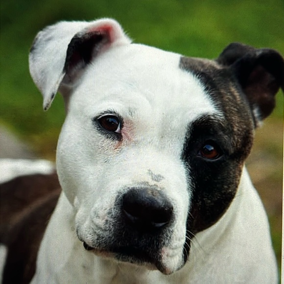 Meet your Posher, Robbie - Picture 1 of 1